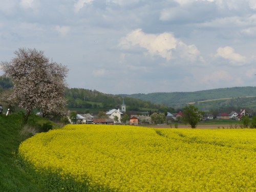 The brilliant  yellow rape seed(canola) crop highlights the delicate Spring greens and pinks. 